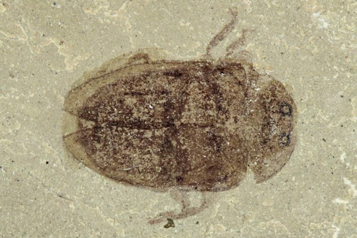 Detailed Fossil Beetle (Coleoptera) - Green River Formation, Utah #242719